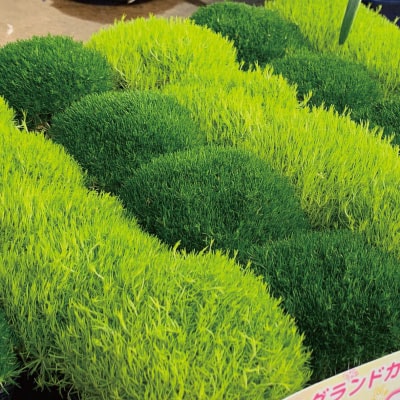 サギナアイリッシュモスグランドカバー観葉植物送料別花壇苗花苗送料別
