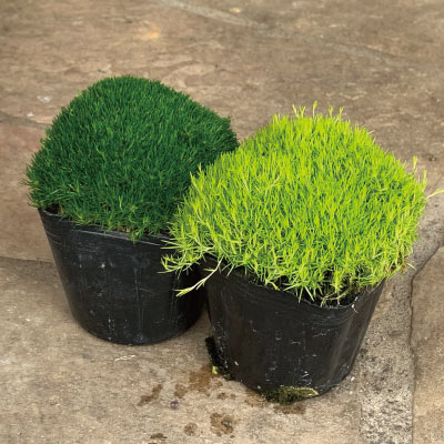 サギナアイリッシュモスグランドカバー観葉植物送料別花壇苗花苗送料別