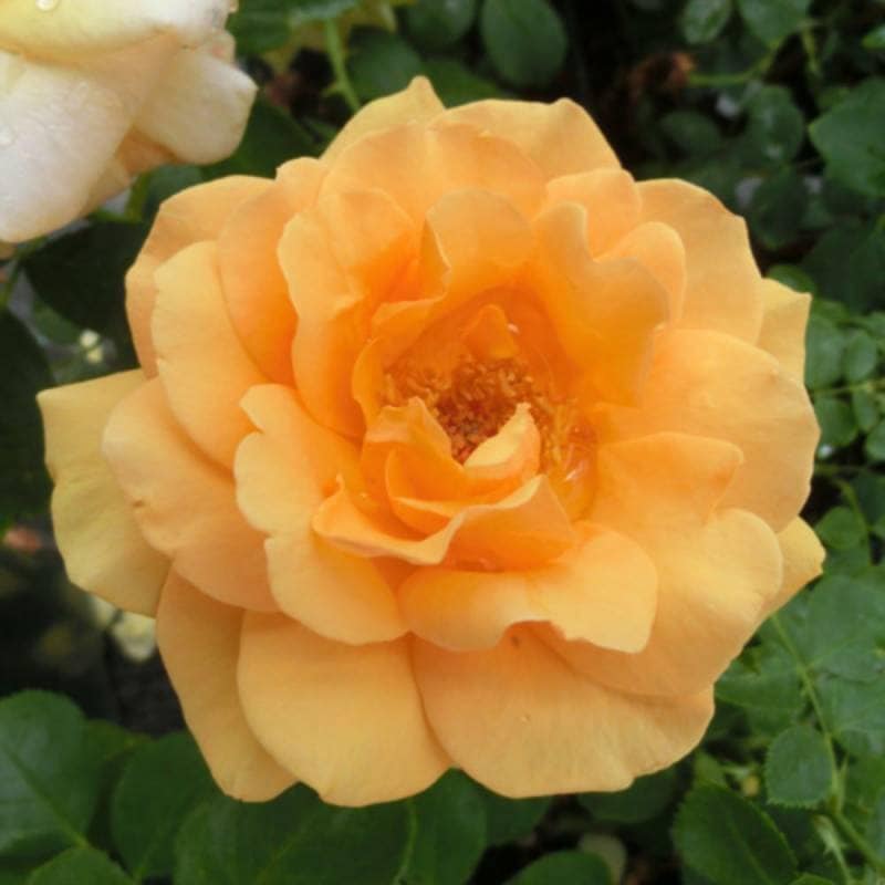 バラ苗 2年大株 4号 シンプリーザベスト Hybrid tea Roses B1158 自家用 花無し株 送料無料