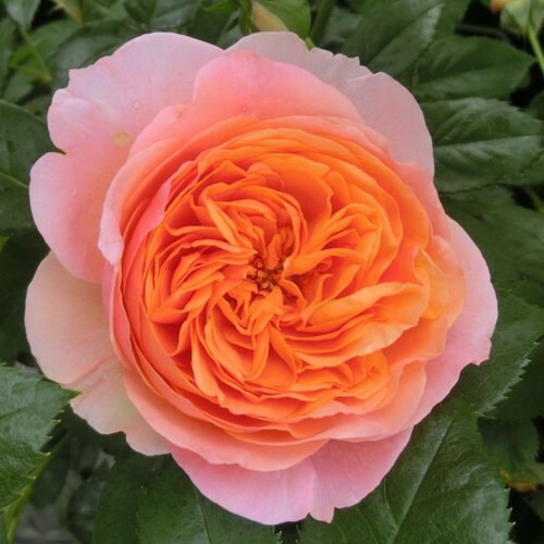 バラ苗 2年大株 4号 チッペンデール Hybrid tea Roses N1046 自家用 花無し株 送料無料