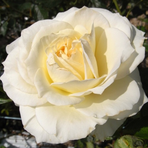 バラ苗 2年大株 4号 ティンウォルド Hybrid tea Roses H0200 送料無料 バレンタイン 花苗 野菜苗,バラ苗 花