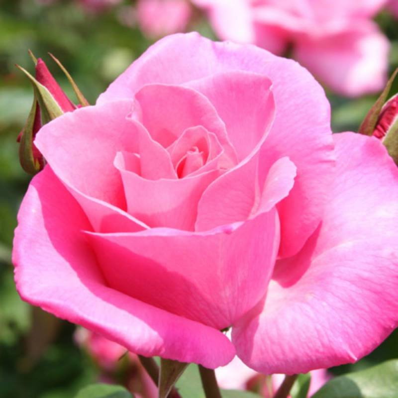 バラ苗 2年大株 4号 ドゥフトラッシュ Hybrid tea Roses H0205 送料