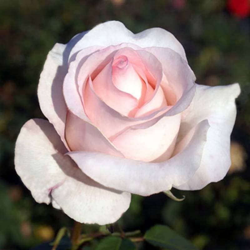 バラ苗 2年大株 4号 ポーセリン Hybrid tea Roses A1281 自家用 花無し株 送料無料