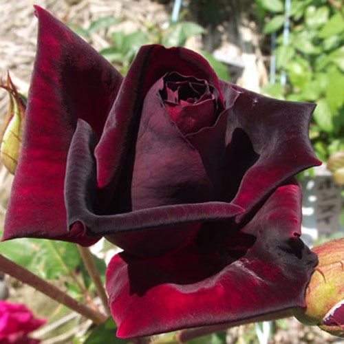 バラ苗 2年大株 4号 ボンヌイ Hybrid tea Roses H0236 送料無料