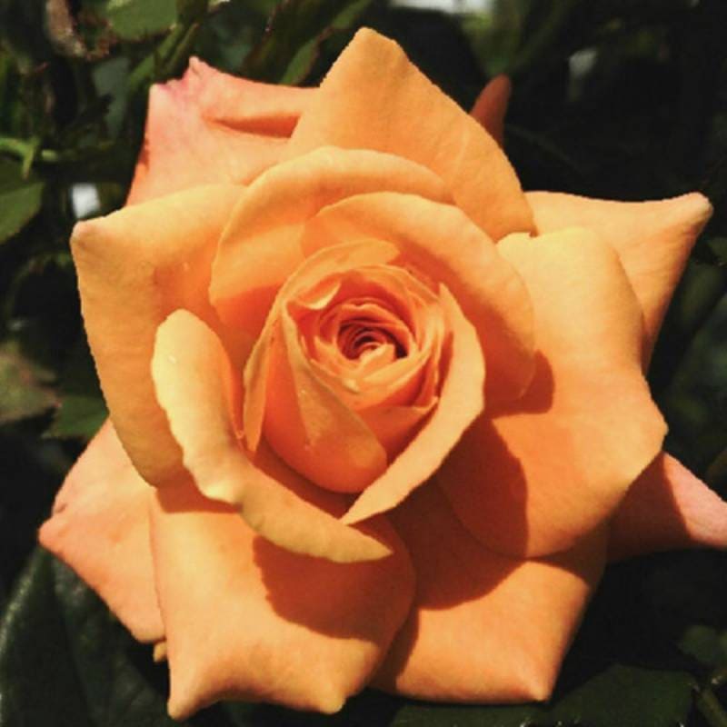 バラ苗 2年大株 4号 ティアモコシ Floribunda Roses K0008 自家用 花無し株 送料無料