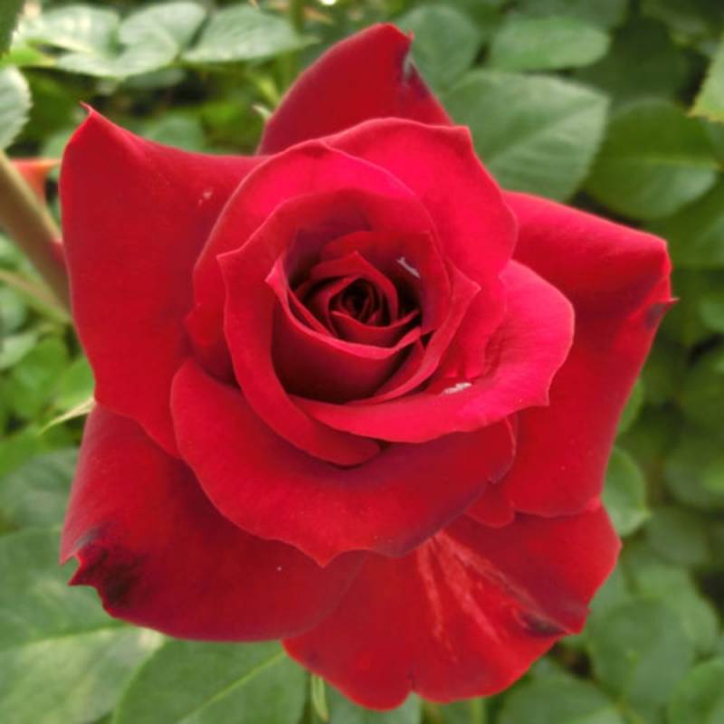 バラ苗 2年大株 4号 ニコロパガニーニ Floribunda Roses F0318 自家用 花無し株 送料無料 ps2201