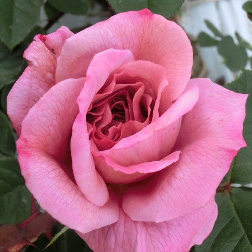 バラ苗 2年大株 4号 ニンバス Floribunda Roses E1123 自家用 花無し株 送料無料