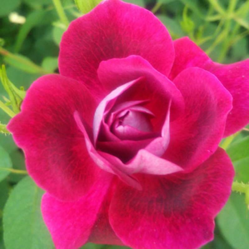バラ苗 2年大株 4号 バーガンディアイスバーグ Floribunda Roses W0070 自家用 花無し株 送料無料