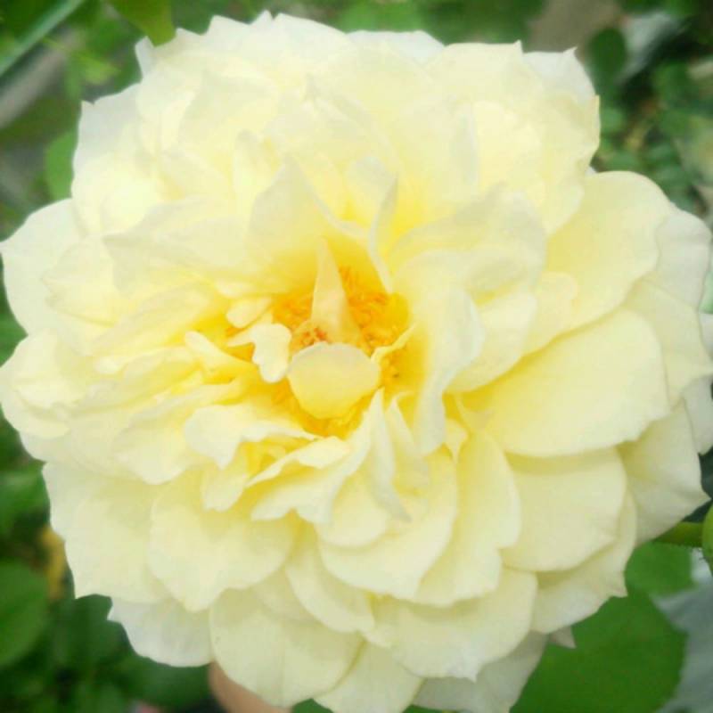 バラ苗 2年大株 4号 ムーンスプライト Floribunda Roses F0344 送料無料 バレンタイン