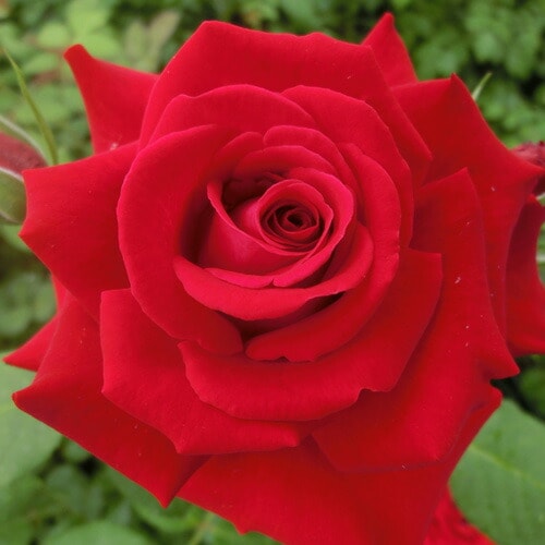 バラ苗 2年大株 4号 リューベッカーロツポン Floribunda Roses F1037 自家用 花無し株 送料無料 ps2201