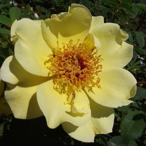 バラ苗 2年大株 4号 アイシャ Climbing Roses C0371 クライミング ローズ 送料無料 バレンタイン