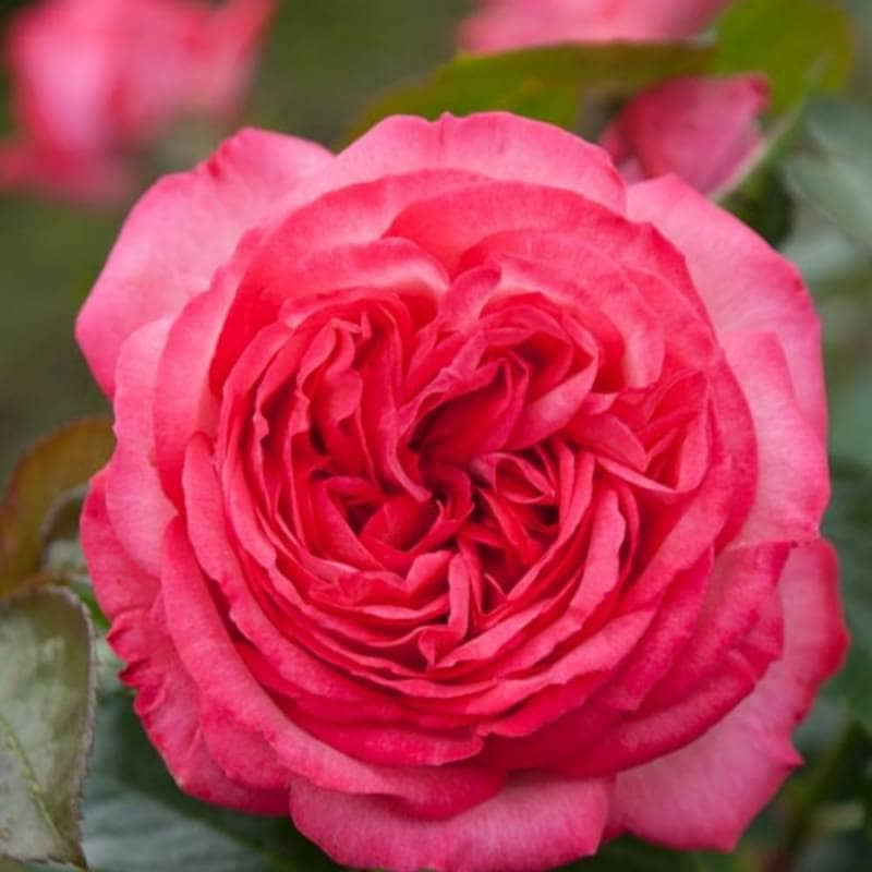バラ苗 2年大株 4号 アンティーク’89 Climbing Roses N0970 クライミング ローズ 自家用 花無し株 送料無料