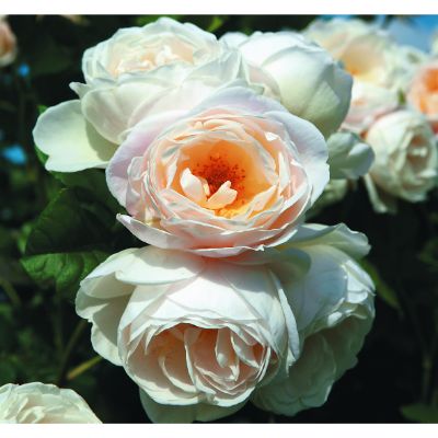 バラ苗 2年大株 4号 エウターセンクロスターローズ Climbing Roses C0996 クライミング ローズ 自家用 花無し株 送料無料