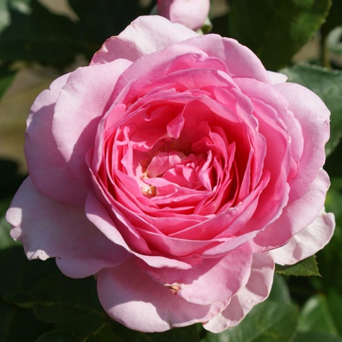 バラ苗 2年大株 4号 ギタルネッサンス Climbing Roses N0981 クライミング ローズ 自家用 花無し株 送料無料
