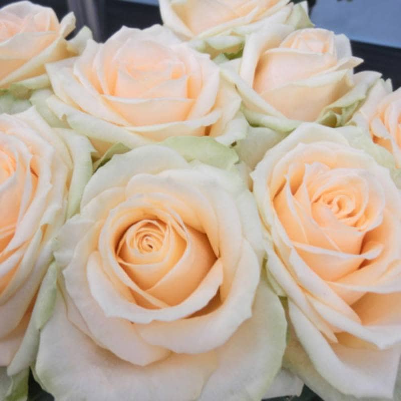 バラ苗 2年大株 4号 グランモゴール Climbing Roses C1230 クライミング ローズ 自家用 花無し株 送料無料