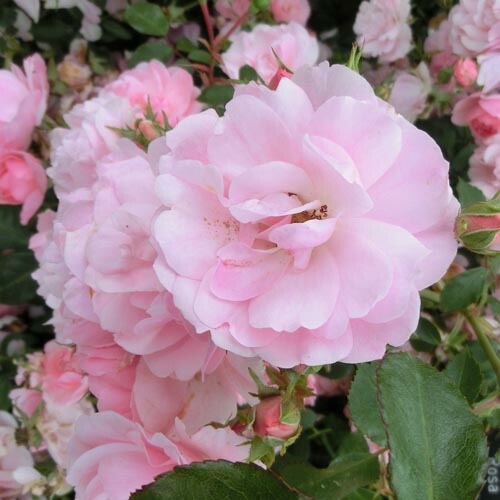 バラ苗 2年大株 4号 サマーウィンド Climbing Roses C1267 クライミング ローズ 送料無料 自宅用