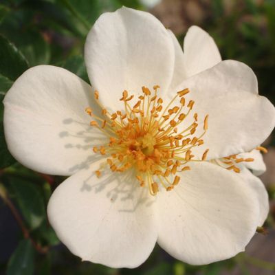 バラ苗 2年大株 4号 サリーホームズ Climbing Roses C0397 クライミング ローズ 自家用 花無し株 送料無料 ps2201