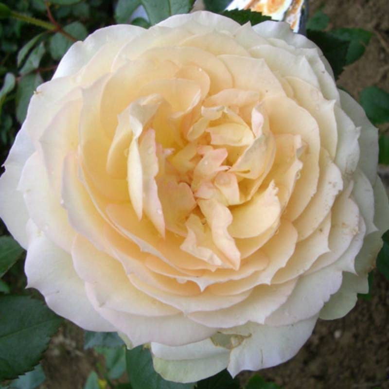 バラ苗 2年大株 4号 チャイコフスキー Climbing Roses N0122 クライミング ローズ 自家用 花無し株 送料無料