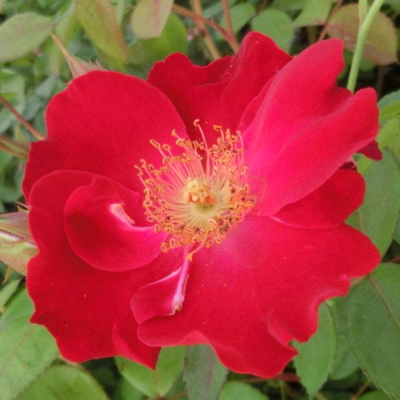 バラ苗 2年大株 4号 ディリゲント Climbing Roses C1325 クライミング ローズ 自家用 花無し株 送料無料