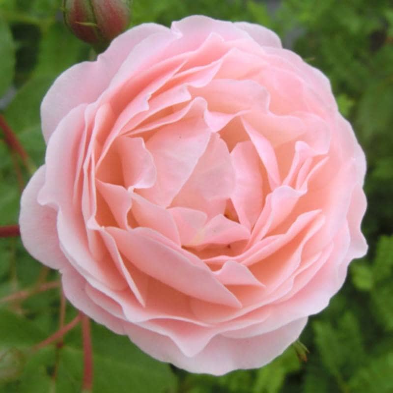 バラ苗 2年大株 4号 ニュードリームス Climbing Roses C1144 クライミング ローズ 自家用 花無し株 送料無料