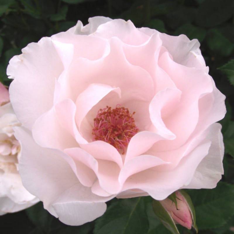 バラ苗 2年大株 4号 パールミラト Climbing Roses G1188 クライミング ローズ 自家用 花無し株 送料無料