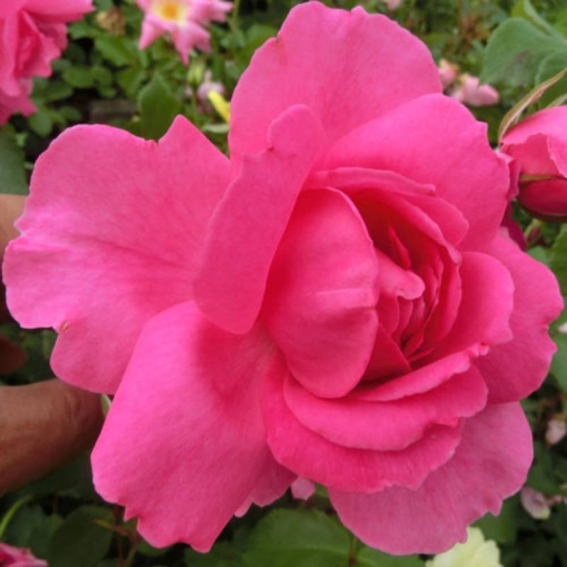 バラ苗 2年大株 4号 パレード Climbing Roses C0416 クライミング ローズ 自家用 花無し株 送料無料 自宅用