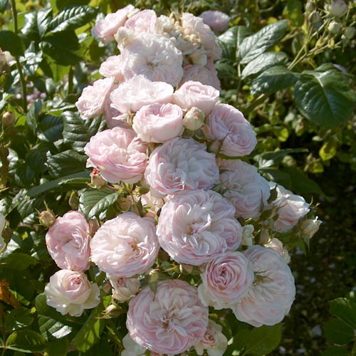 バラ苗 2年大株 4号 ブーケパルフェ Climbing Roses L0041 クライミング ローズ 自家用 花無し株 送料無料