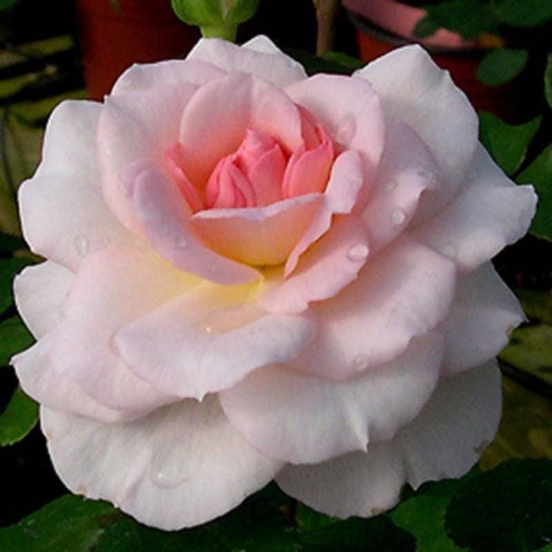 バラ苗 2年大株 4号 ブレーマーシュタットムズィカンテ Climbing Roses C0429 クライミング ローズ 自家用 花無し株 送料無料
