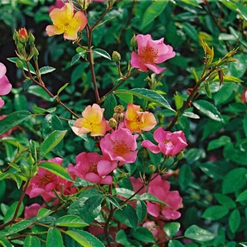 バラ苗 2年大株 4号 プレザントリ Climbing Roses L0046 クライミング ローズ 自家用 花無し株 送料無料