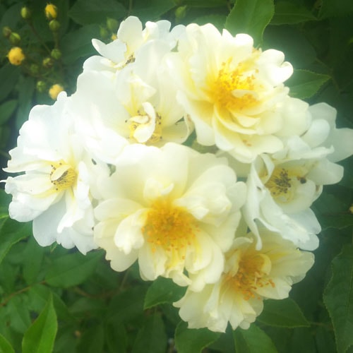 バラ苗 2年大株 4号 ヘレナ Climbing Roses C1272 クライミング ローズ 自家用 花無し株 送料無料 自宅用