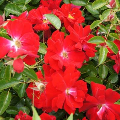 バラ苗 2年大株 4号 マイナーフェア Climbing Roses G1316 クライミング ローズ 自家用 花無し株 送料無料 ps2201