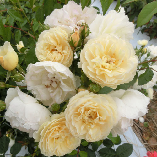 バラ苗 2年大株 4号 ラフォイユリー Climbing Roses L1023 クライミング ローズ 自家用 花無し株 送料無料