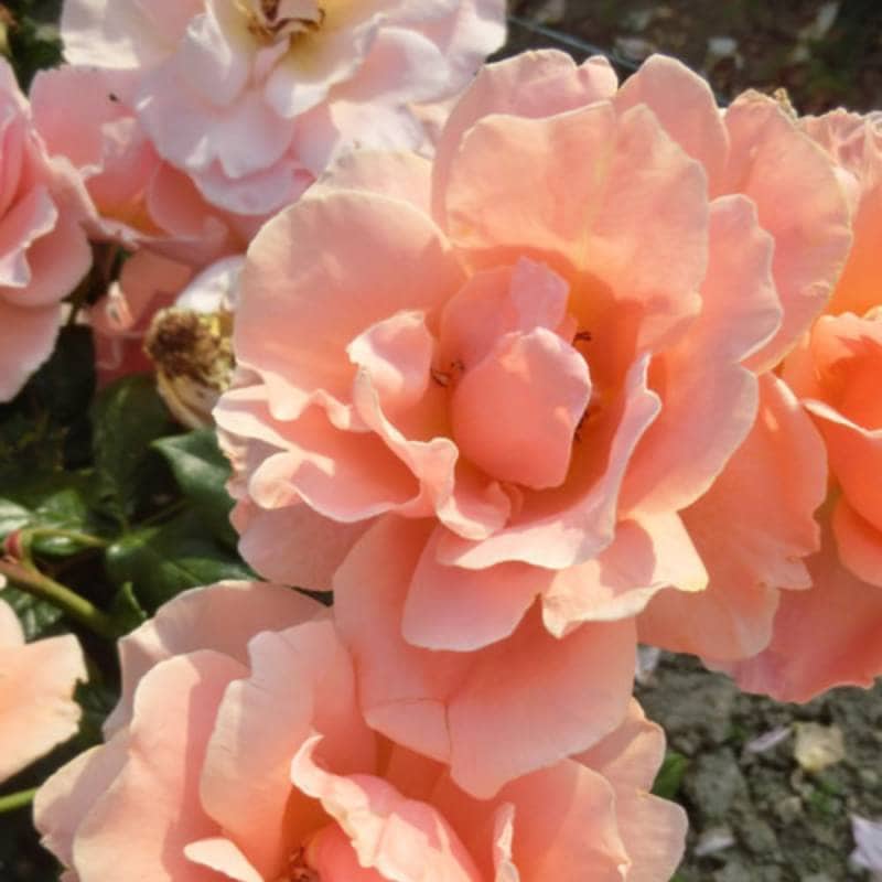 バラ苗 2年大株 4号 ロイヤルサンセット Climbing Roses C0444 クライミング ローズ 自家用 花無し株 送料無料 ps2201