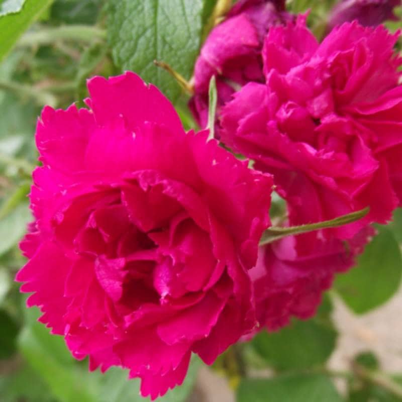 バラ苗 2年大株 4号 F.J.グローテンドルスト Old Roses O0462 自家用 花無し株 送料無料