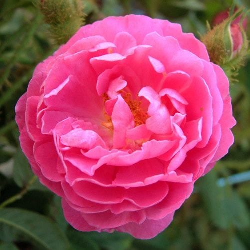 バラ苗 2年大株 4号 アンリマルタン Old Roses O0466 自家用 花無し株 送料無料