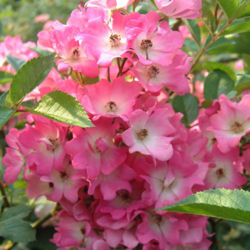 バラ苗 2年大株 4号 一棒粉 Old Roses O0467 自家用 花無し株 送料無料
