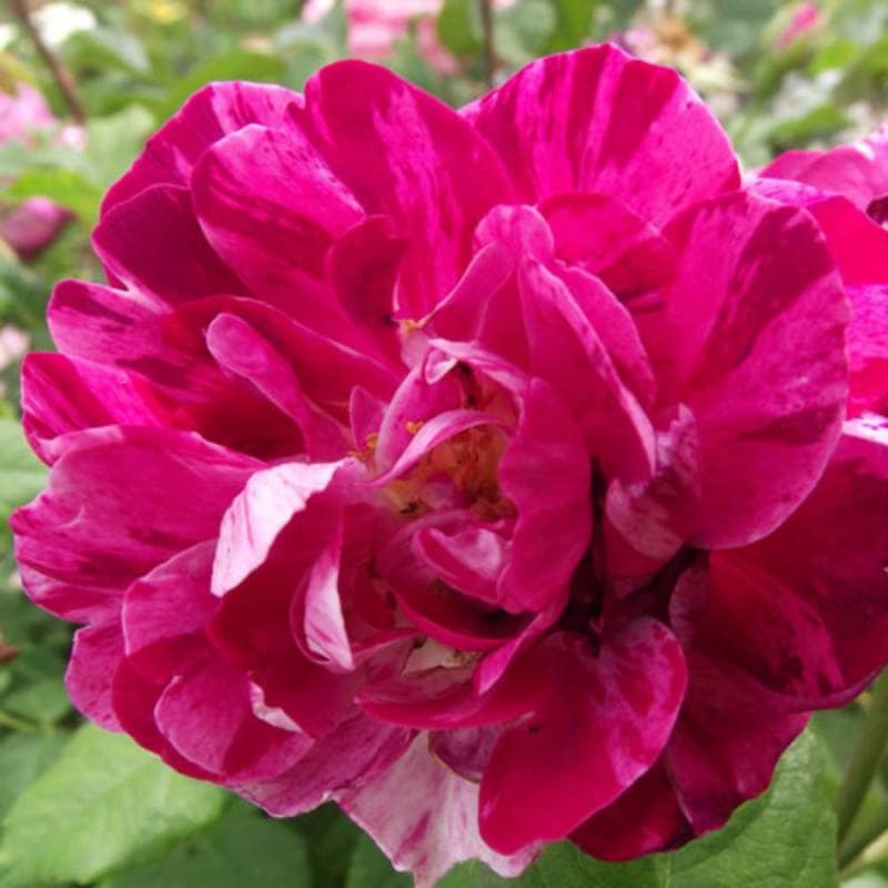 バラ苗 2年大株 4号 コマンダンボールペール Old Roses O0476 送料無料 バレンタイン