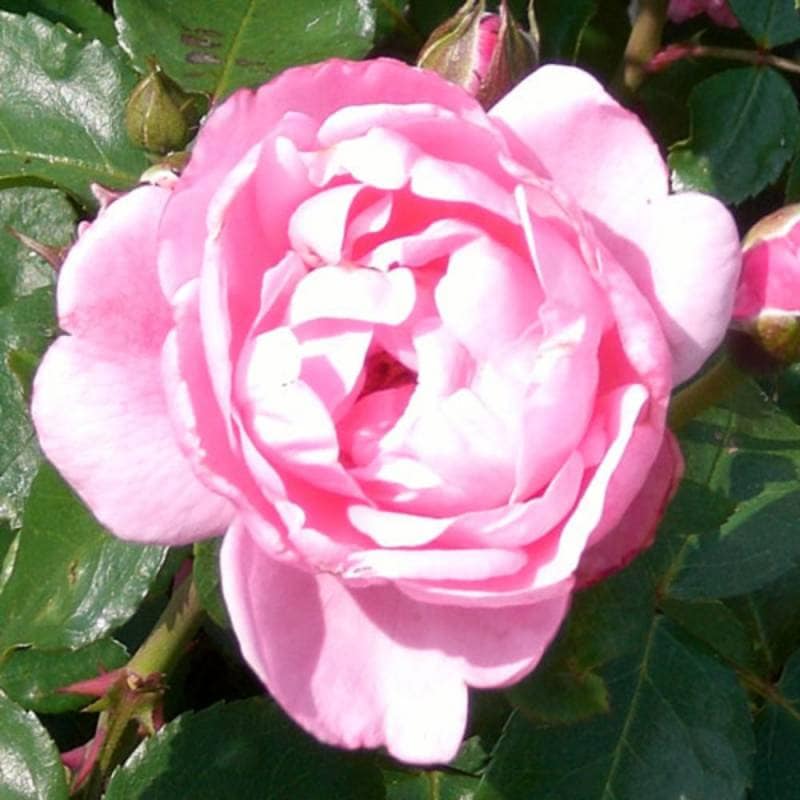 バラ苗 2年大株 4号 セレスティアル Old Roses O1111 送料無料 バレンタイン