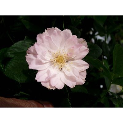 バラ苗 2年大株 4号 フィンブリアータ Old Roses O0494 自家用 花無し株 送料無料