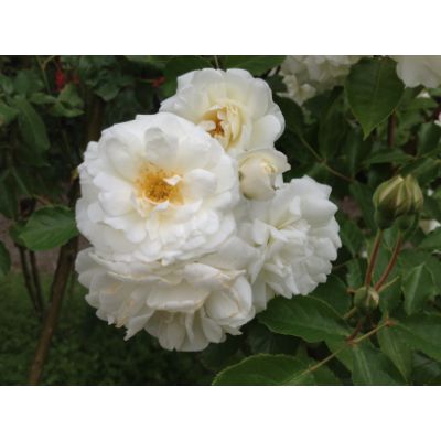 バラ苗 2年大株 4号 プロスペリティ Old Roses O0499 送料無料 バレンタイン
