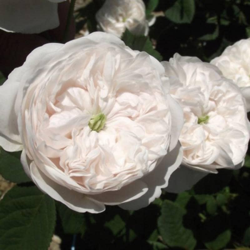 バラ苗 2年大株 4号 マダムアルディ Old Roses O0507 自家用 花無し株 送料無料