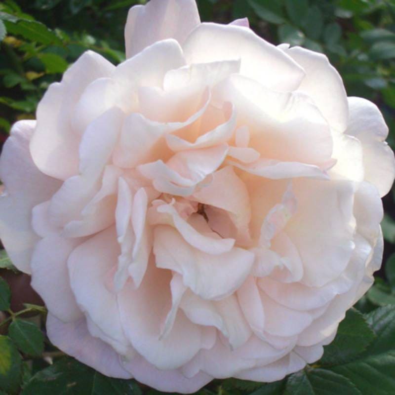 バラ苗 2年大株 4号 マダムアルフレッドキャリエール Old Roses O1028 自家用 花無し株 送料無料