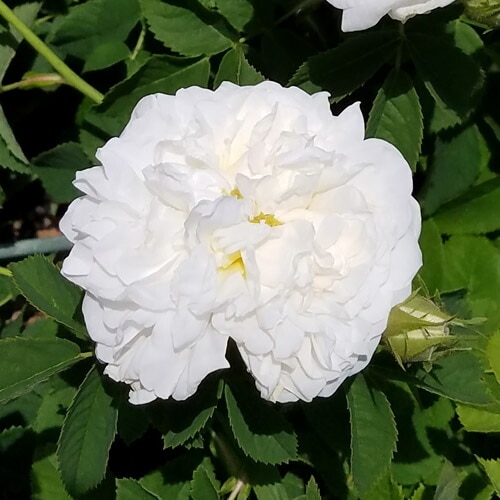 バラ苗 2年大株 4号 マダムプランティエ Old Roses O0935 送料無料 バレンタイン