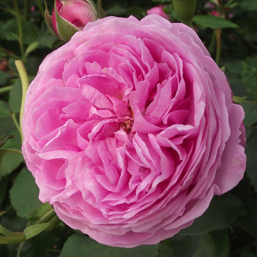 バラ苗 2年大株 4号 ルイーズオディエ Old Roses O0514 送料無料 バレンタイン