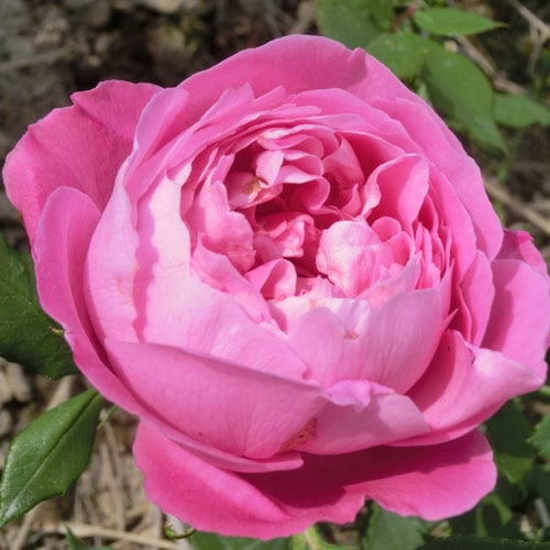 バラ苗 2年大株 4号 レーヌヴィクトリア Old Roses O1061 送料無料 バレンタイン