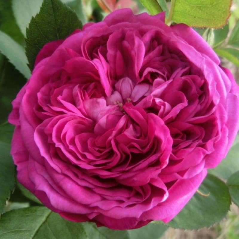 バラ苗 2年大株 4号 レーヌデヴィオレット Old Roses O0515 自家用 花無し株 送料無料