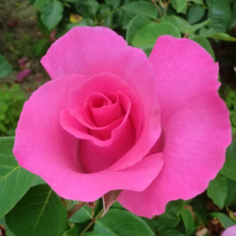 バラ苗 2年大株 4号 ザマッカートニーローズ Hybrid tea Roses Ｈ0165 自家用 花無し株 送料無料