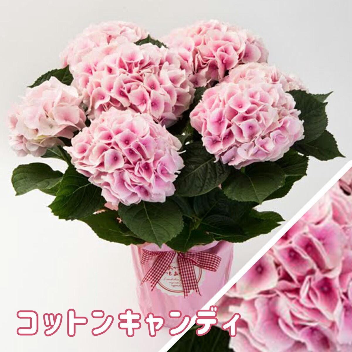 2024年 母の日ギフト 】 選べる ピンク系 アジサイ 5号鉢 送料無料