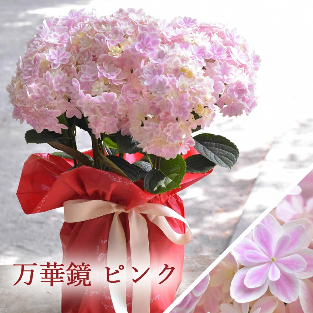 2022母の日ギフト稀少品種アジサイ万華鏡あじさいアジサイ5号鉢鉢植え来年も花鉢送料無料プレゼント沖縄諸島部お届不可