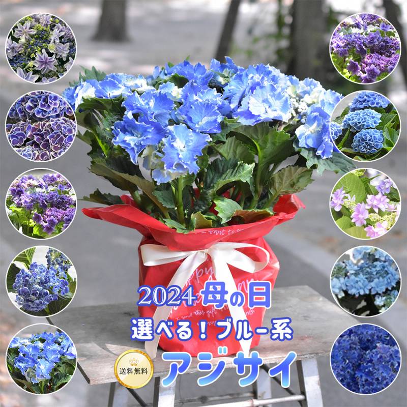 アジサイ 5寸6種6鉢 紫陽花